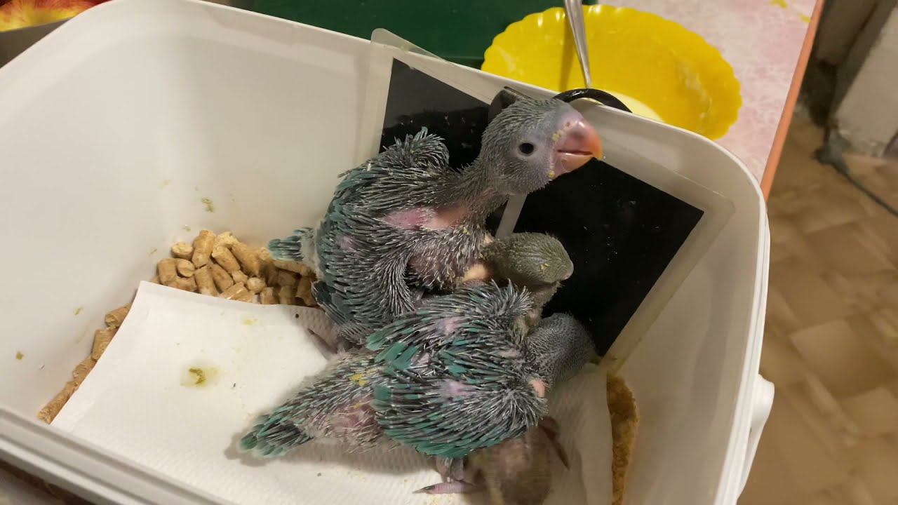 Как укладываются спать ожереловые попугаи. Тест днк смотреть онлайн