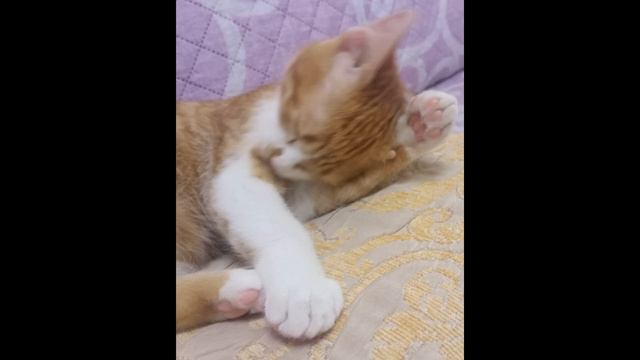 Самвел Адамян МАМКА В ОБОСС@НОМ ПЛАТЬЕ И С ЧЕРНЫМИ ПЯТКАМИ / НИКОЛЯ - ЛУЧШАЯ МЕДСЕСТРА смотреть онлайн