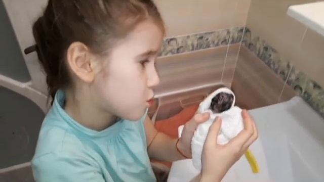 Как мы купаем хомяка Эльзу/Bathing the hamster смотреть онлайн