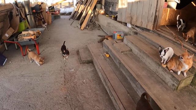 #ПРОДАЮ 8 ЩЕНКОВ ЧИХУА#VLOG 09/01/2021 год - 9 градусов МОРОЗ И СОЛНЦЕ ДЕНЬ ЧУДЕСНЫЙ#МАРИМИСТИКЧИХУ смотреть онлайн
