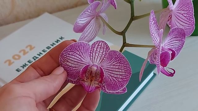 ?️ Орхидея Бухарест ?️ Первое домашнее цветение ?️ Полный роспуск Орхидеи Бухарест ?️ смотреть онлайн