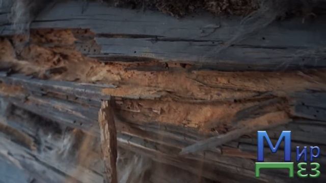 МирДез, вредители древесины. смотреть онлайн