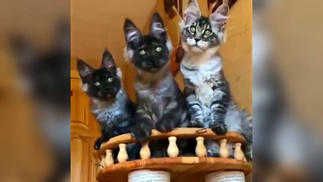 Funny Animals. Cats and dogs and others animals. Смешные животные - 39. Приколы с котами и собаками смотреть онлайн