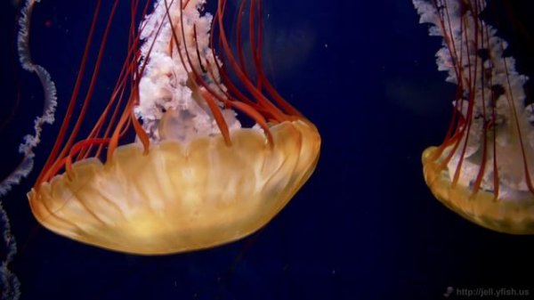 jellyfish-250-mbps-4k-uhd-hevc-10bit