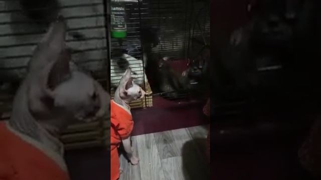 шиншиллы и сфинкс смотреть онлайн