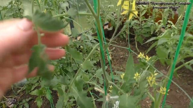 Для супер раннего урожая какие томаты годятся,сравним сорта смотреть онлайн