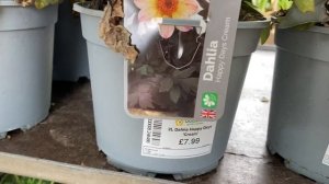 Вегетативные Георгины! Сорта с названиями! Обзор. Лондон. Patio Dahlias. London