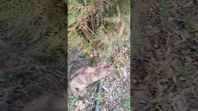 Ася на даче. Утро. Страшно интересно 😂🏡🐈⬛🐾🏞️))). смотреть онлайн