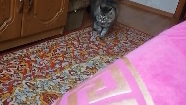Кошка Муся играет в игры для кошек на планшете! А также устраивает тыгыдыки по ковру! смотреть онлайн