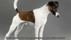 Фокстерьер гладкошерстный: описание породы и характера