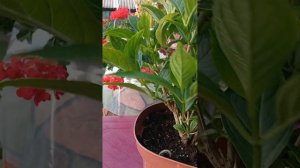 #гортензія Forever & Ever Pink