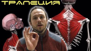 Трапециевидная мышца (трапеция) Анатомия и функция musculus trapezius ⭐ SLAVYOGA
