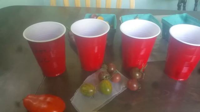 Saving heirloom organic tomato seeds. San Marzano black cherry genovese tomatoes смотреть онлайн