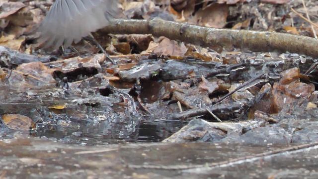 Синицы купаются в луже 1