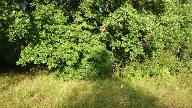 11.03.2021 Дуб.mp4