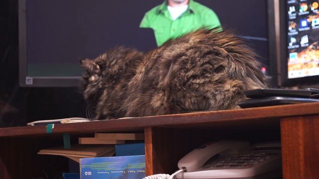 Кошка лежит отдыхает на моём рабочем столе с мониторами, FullHD, Часть C0018 смотреть онлайн