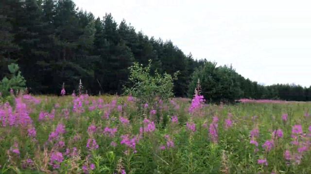 Вера Ливенцева, старший воспитатель Школы № 1504. Детям о творчестве Надежды Надеждиной смотреть онлайн