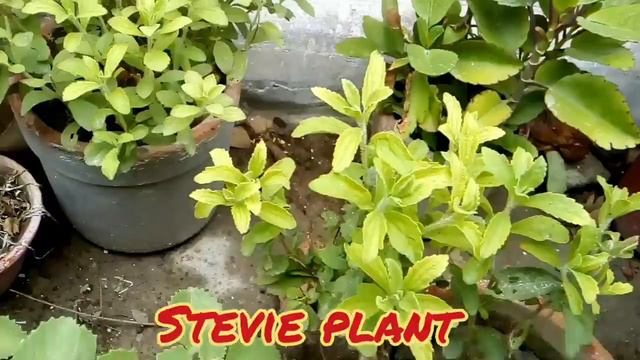 Stevia leaf is good or Bad for health смотреть онлайн