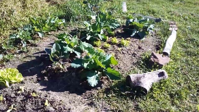 HORTA ORGANICA CIDADE BALNEARIO PINHAL смотреть онлайн