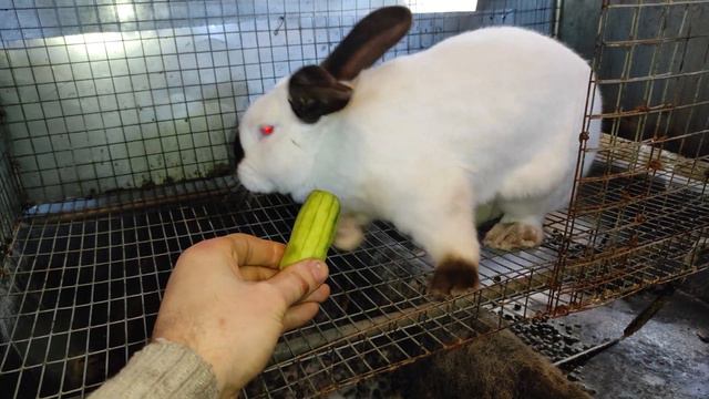 Лапка ухаживает за огурцом смотреть онлайн