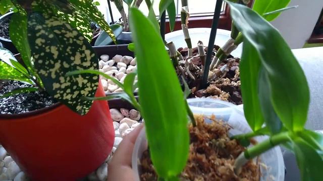 Mi történt a Dendrobium keiki leválasztása óta? смотреть онлайн