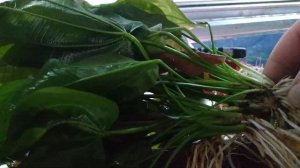 Размножение Эхинодоруса делением куста.