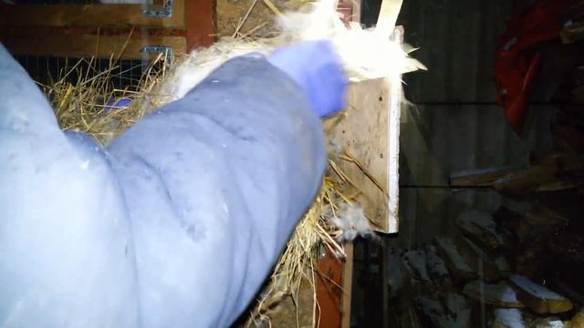 Осмотр маточника. Окрол крольчихи