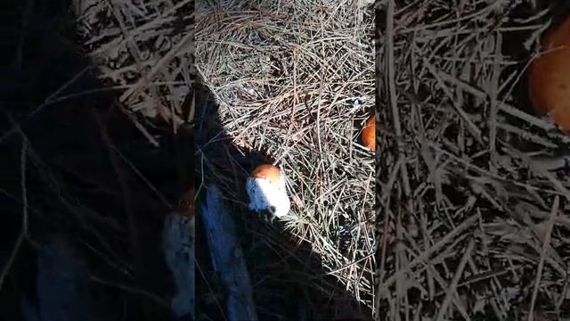 amanita caesarea 9-10-21 смотреть онлайн