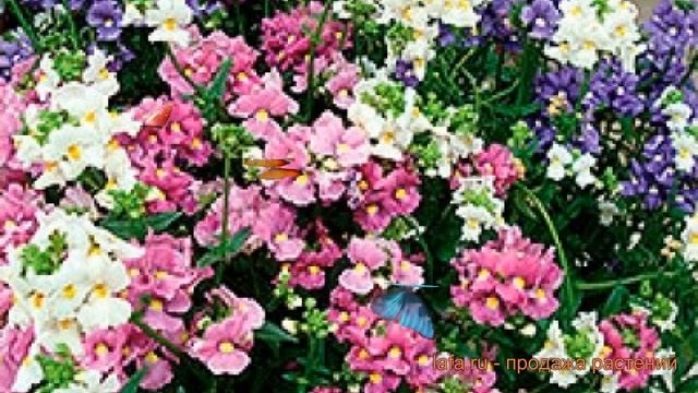 Немезия обыкновенный Микс ? обыкновенный немезия Микс обзор: как сажать, семена немезии Микс смотреть онлайн