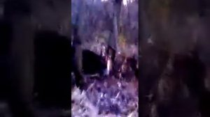 кабан попал в петлю