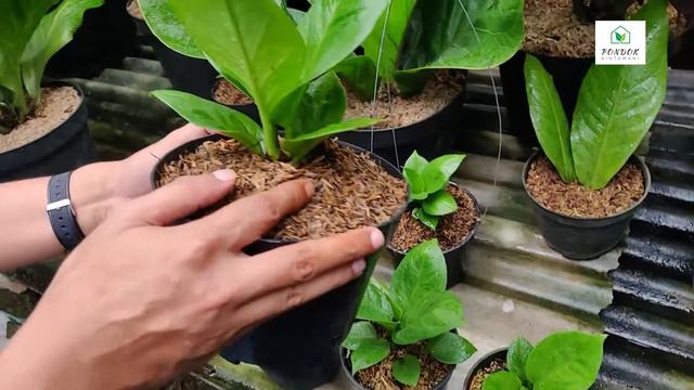 ANTHURIUM VOC " VARIAN ORIGINAL COBRA " || REVIEW TANAMAN, PERAWATAN DAN PENGEMBANGBIAKKAN || смотреть онлайн