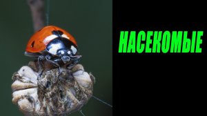 Насекомые