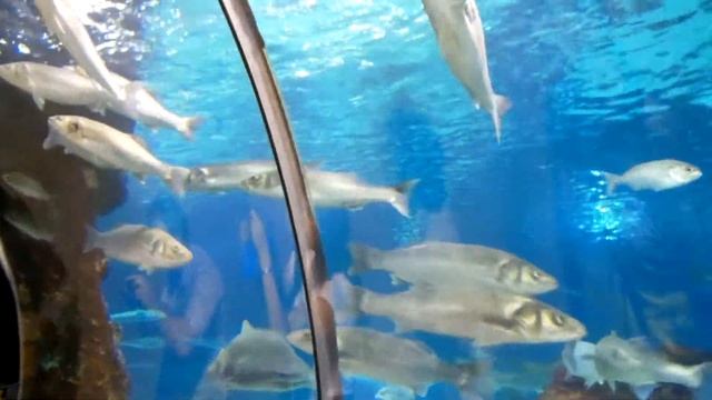 Океанариум в Барселоне - Мурены и рыбы смотреть онлайн