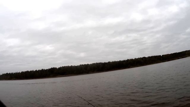 Рыбалка, Судак атакует поролонку 2015 (Zander attack lure) смотреть онлайн