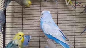 ? Учим попугая говорить. Урок 2: "Как дела? Отлично!"