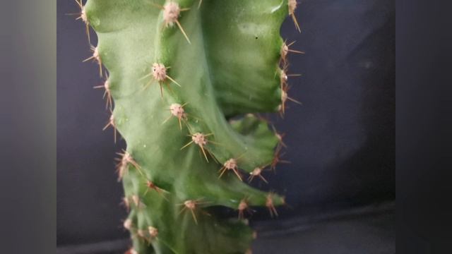 Cereus Forbesii Spiralis-ciekawostki, informacje | Jak dbam o Cereus Forbesii Spiralis. смотреть онлайн