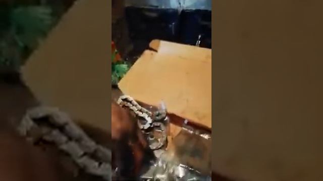 Комплект цепи на Ford Maverick 2003 года объем 3.0