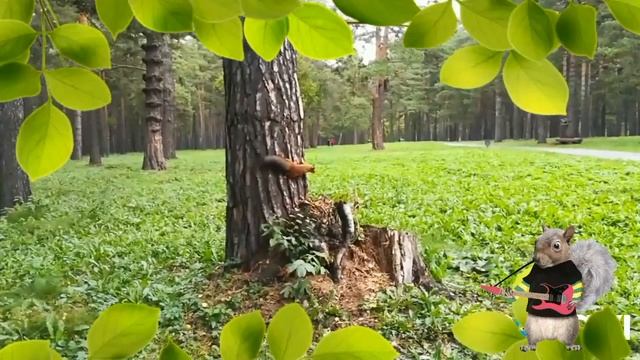 Белка в лесу// Встретили случайно на прогулке// Кормим и наблюдаем за белочкой. смотреть онлайн