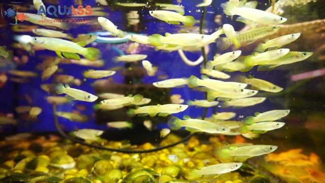 ?Aquass - Аплохейлус линеатус, золотая щучка смотреть онлайн