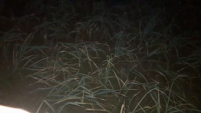 УБОРКА ЧЕСНОКА В РУЧНУЮ. Когда копать яровой чеснок. Лучше сажать яровой чеснок осенью. смотреть онлайн