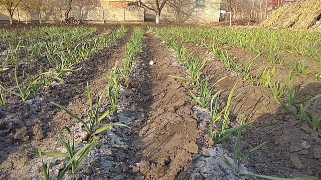 Зола для чеснока