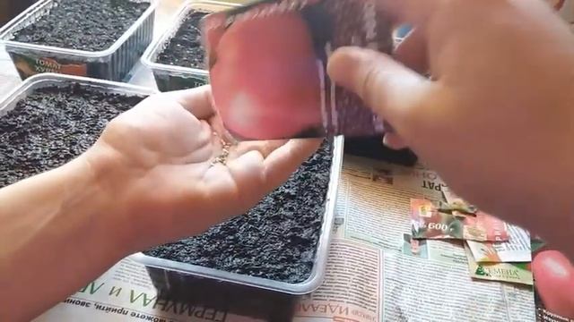 Как быстро и просто посадить семена? смотреть онлайн