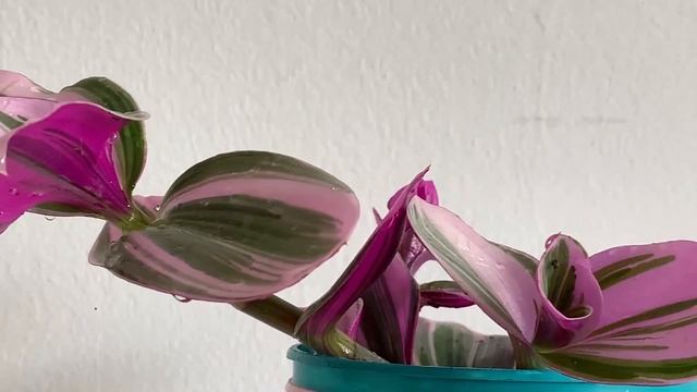 Wandering Jew Plants (Tradescantia sp) Care and Propagation | Different types of Tradescantia! смотреть онлайн