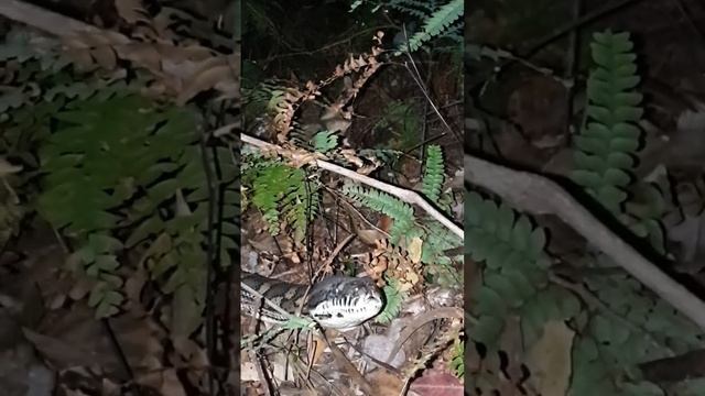 Another Coastal Carpet Python, on my way to dinner at local cafe!??️Springbrook, Australia 8/9/23 S смотреть онлайн