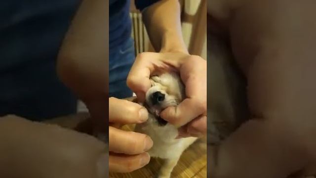 рикко вигал фортуна в продаже, сука смотреть онлайн