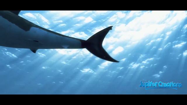 Roboshark - New RC Shark Toy смотреть онлайн