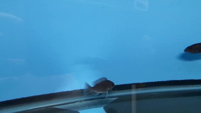 Beautiful Aulonocara Maulana 