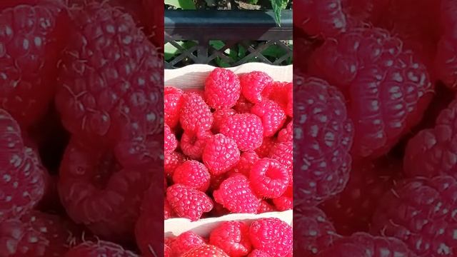 Органическая малина для здорового питания смотреть онлайн