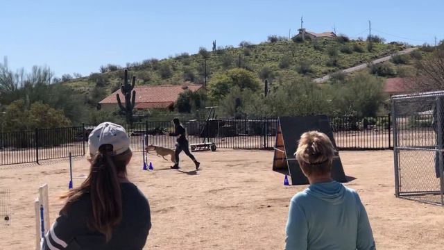 Greyhound agility! смотреть онлайн