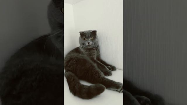 #cat #весна2023 #cat2023 #а4 #рек смотреть онлайн